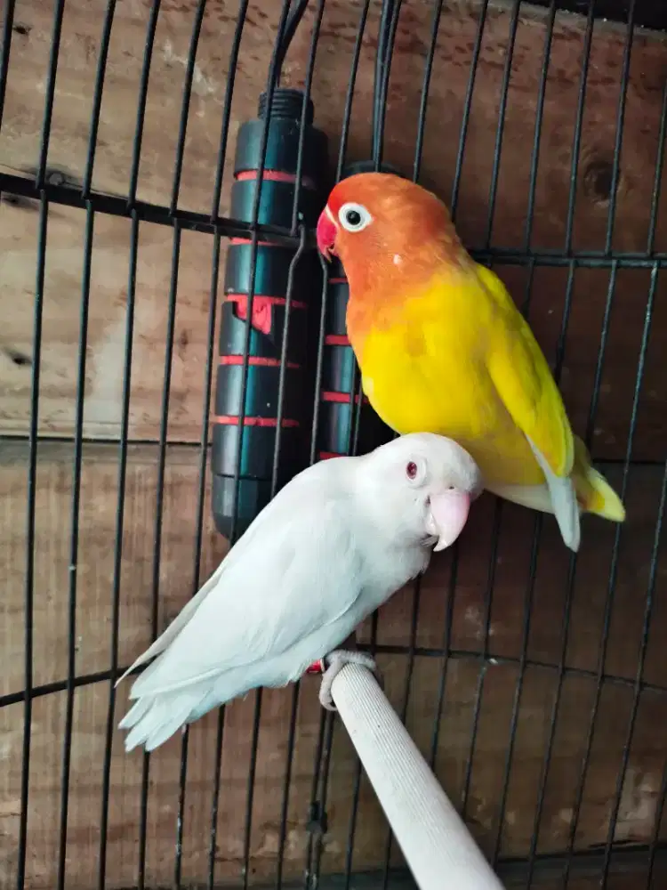 Lovebird indukan albino mm x lutino rm