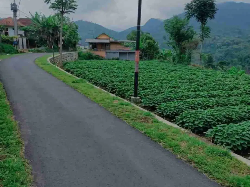 Kebun ubi cilembu murah