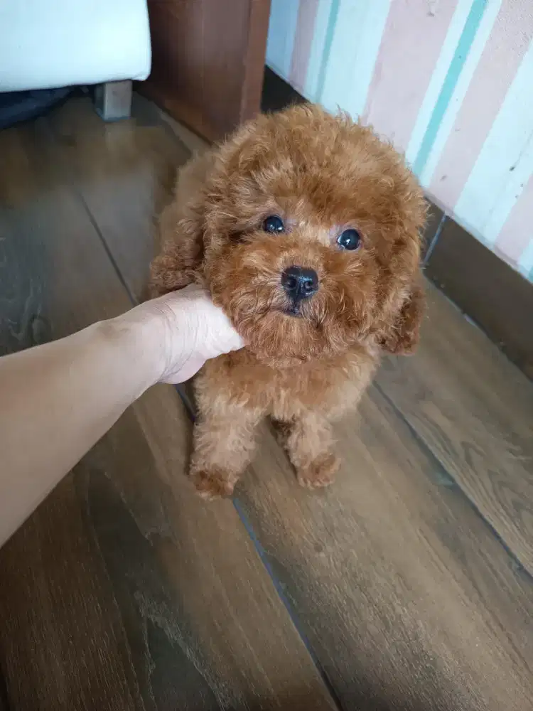 red toy poodle female