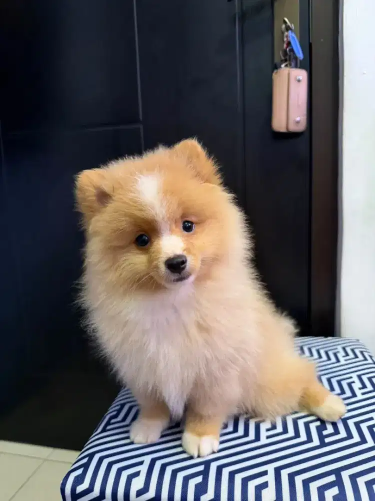 Anak Anjing Minipom Jantan