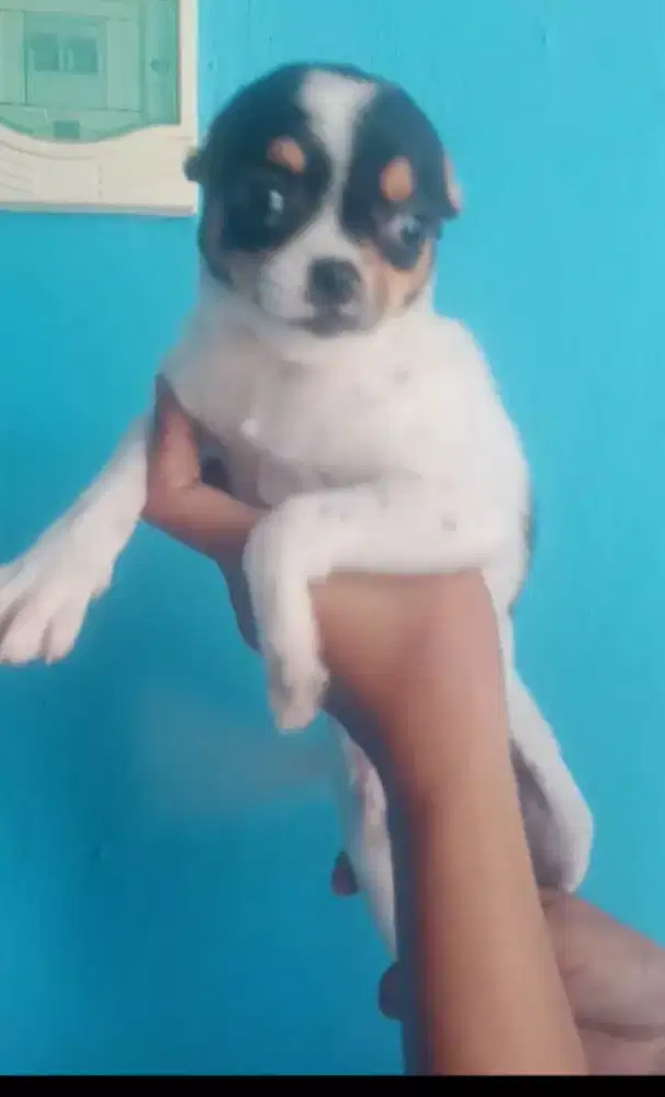 Chihuahua betina usia 3,5 BLN vaksin ok