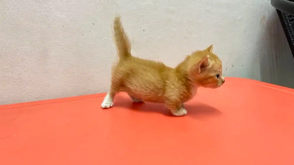 Kucing Munchkin induk dan anak