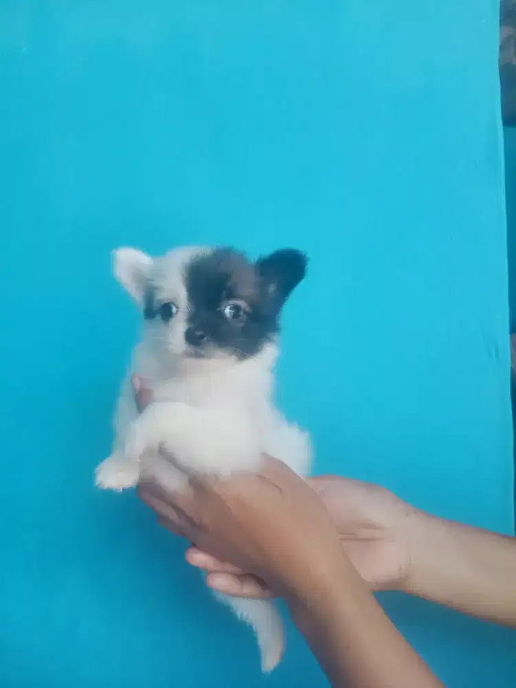 Minipom betina usia 2,5 BLN obat cacing ok