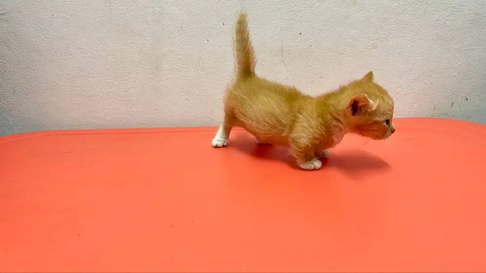 Kucing munchkin/minute shorthair