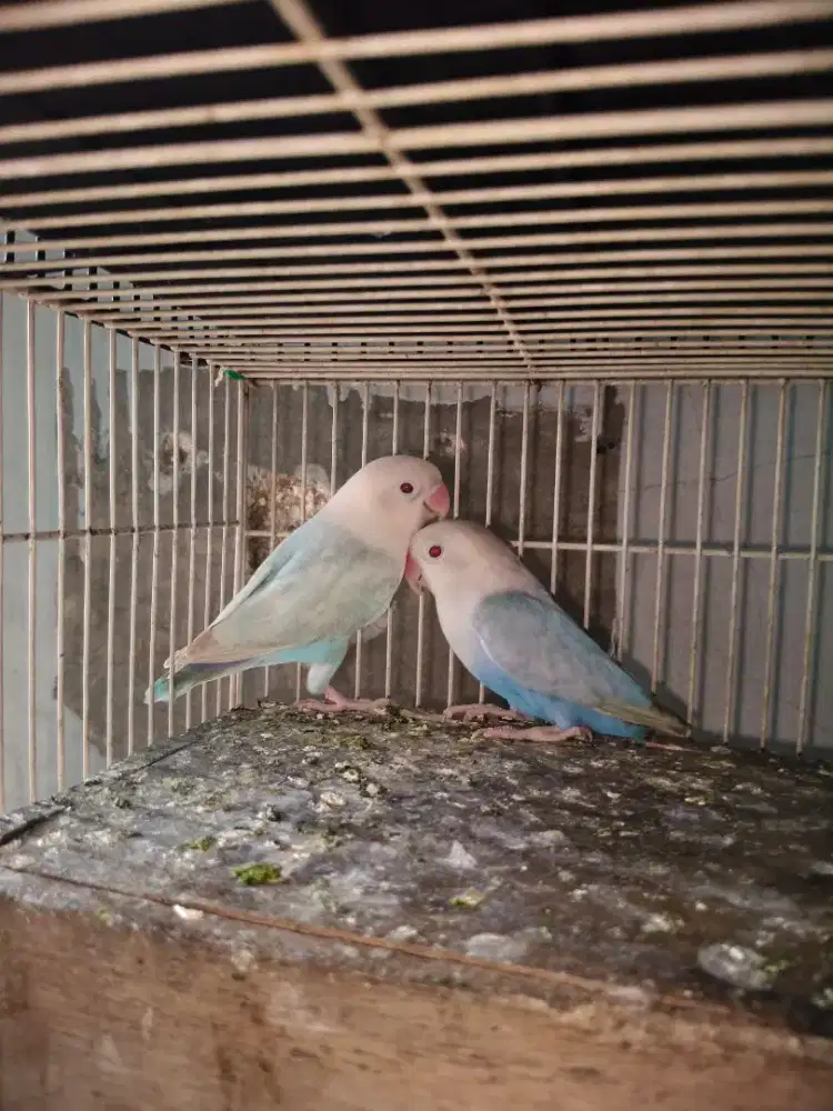 Lovebird indukan pf