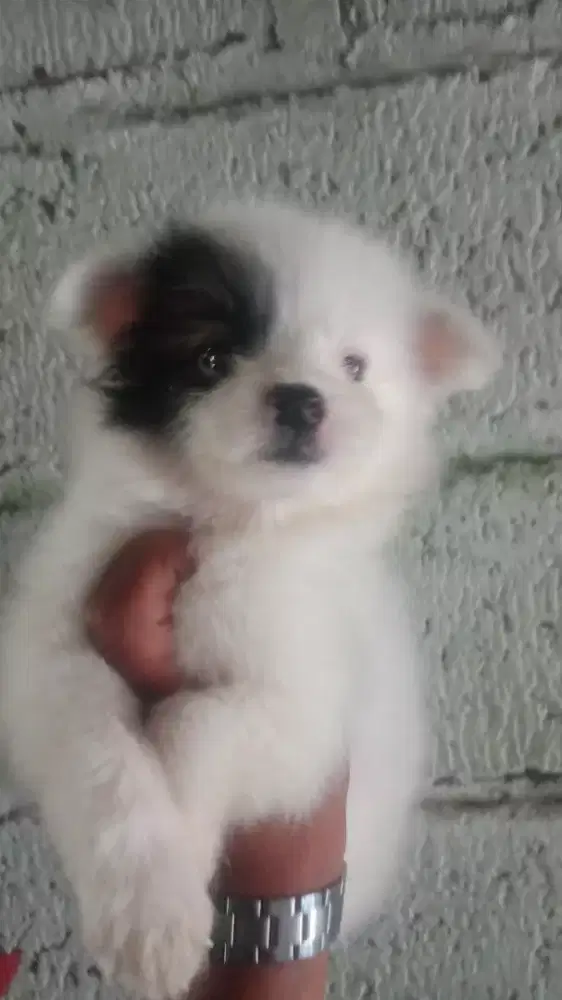Minipom jantan usia 2,5 BLN obat cacing ok