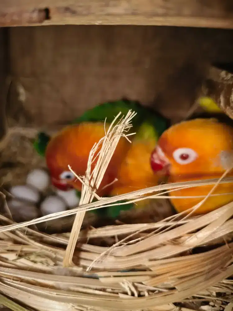Lovebird indukan lutino mm x bio green