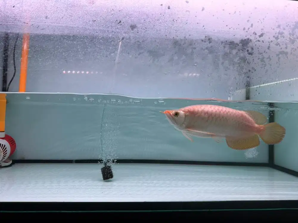 Arowana/Arwana Super Red Sumo Cantik