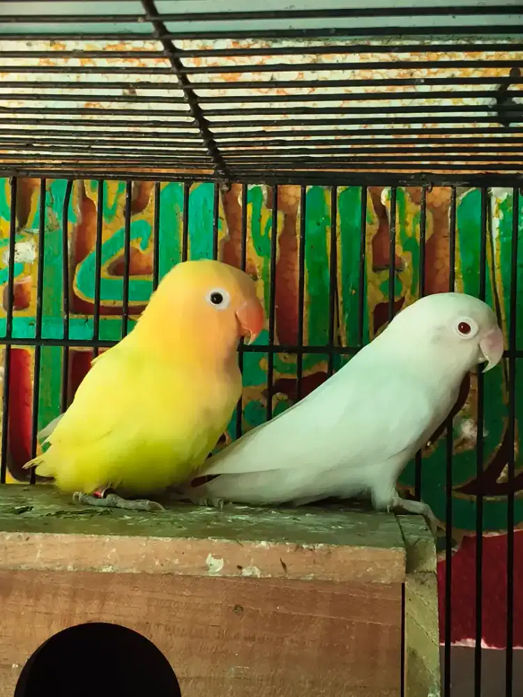 Lovebird siapan aqua ino RM x albino mm