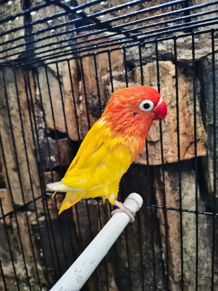 Lovebird lutino RM betina