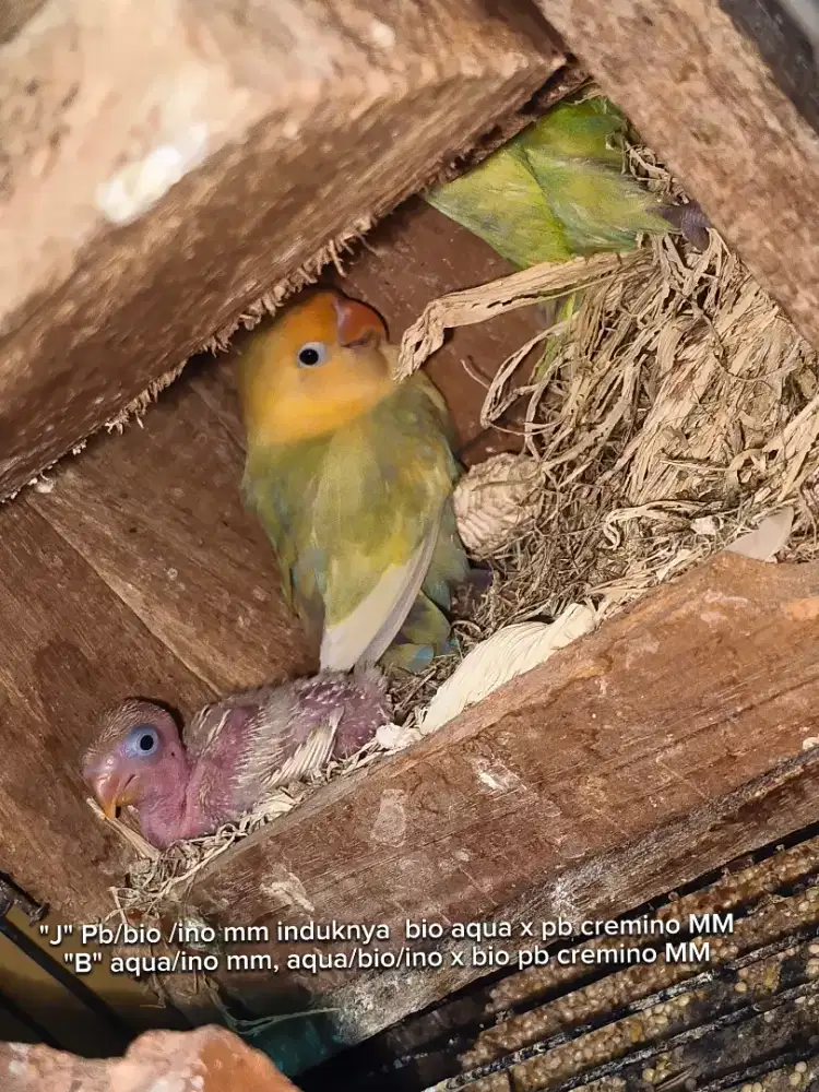 Lolohan lovebird