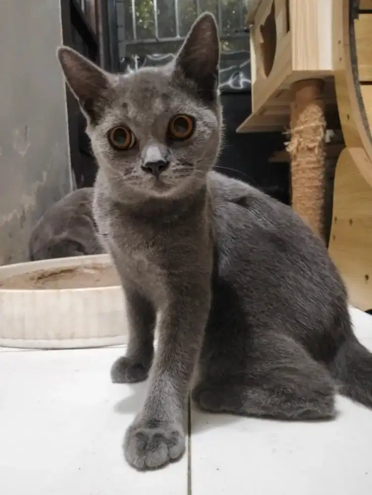 Kucing BSH Pure Calon Indukan