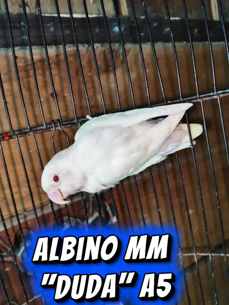 Lovebird albino mm duda