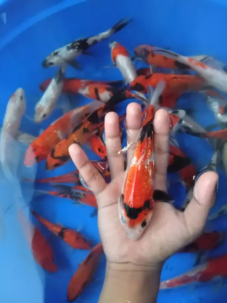 KOI 15CM SUPER MURMER