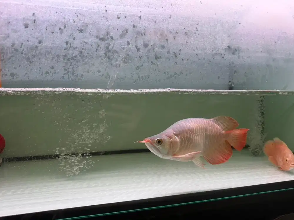 Arowana/arwana Super Red SB King Cantik