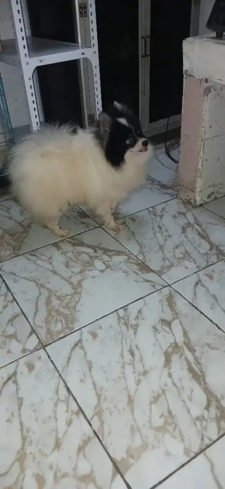 Anjing Minipom Jantan