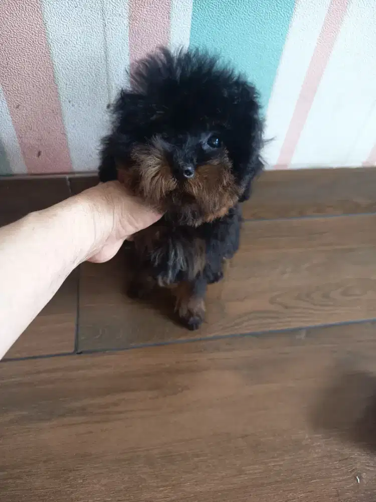 tiny phantom poodle