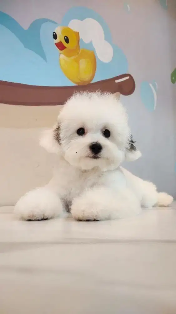 Dijual 2 ekor anakan toy poodle party