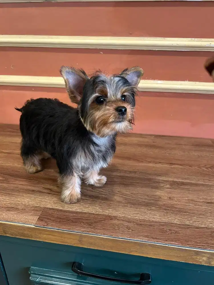 Dijual anakan Yorkie size kecil