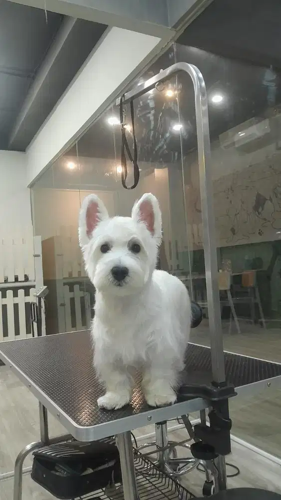 Dijual anakan Westie Terier