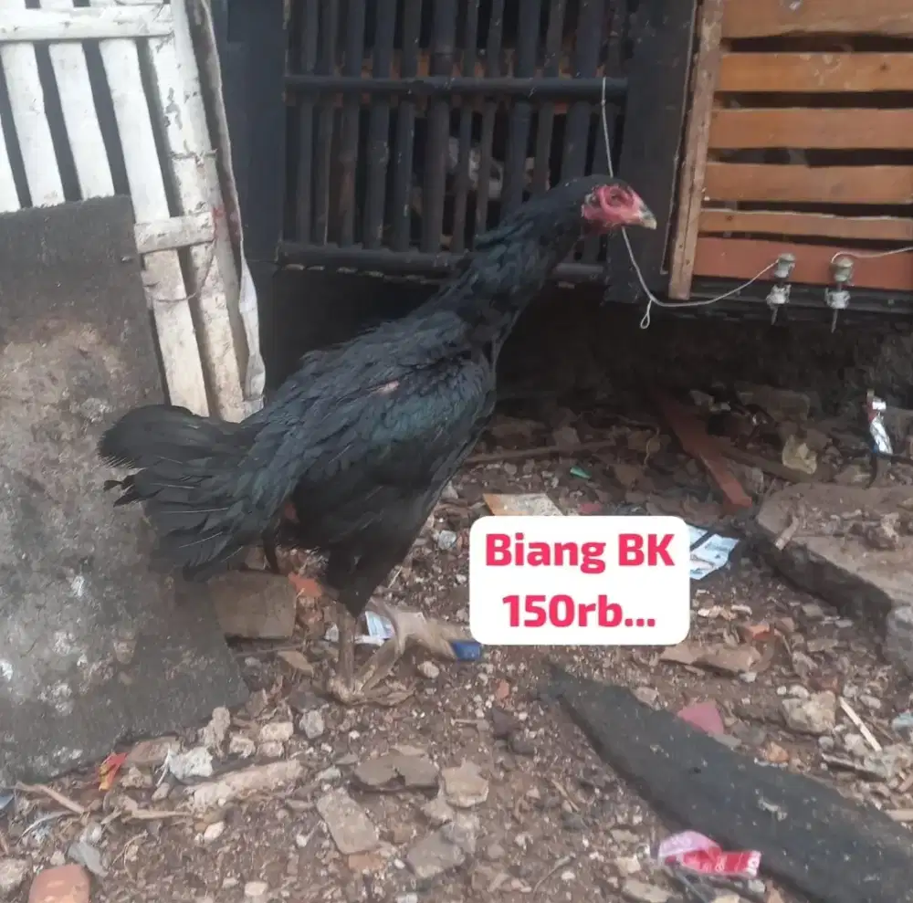 Ayam betina bangkok BK 150rb nego