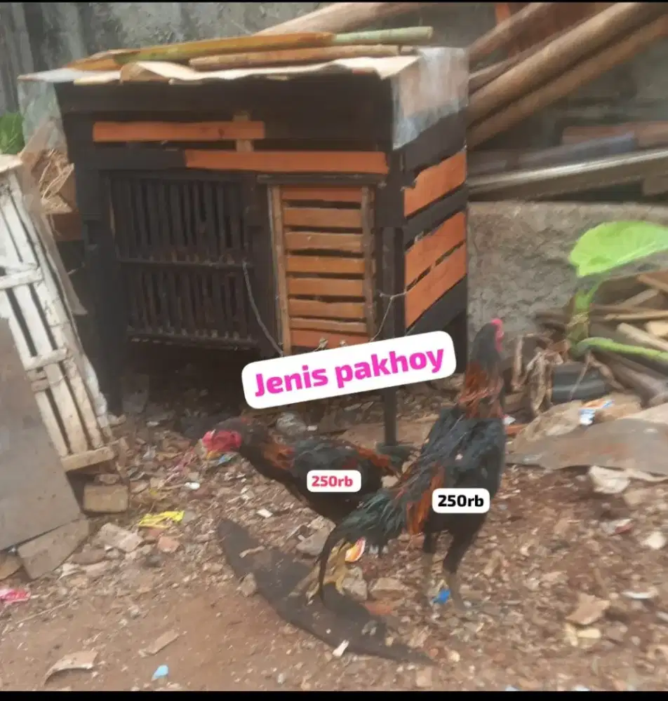 Ayam bangkok pakhoy janggaran 250rb nego