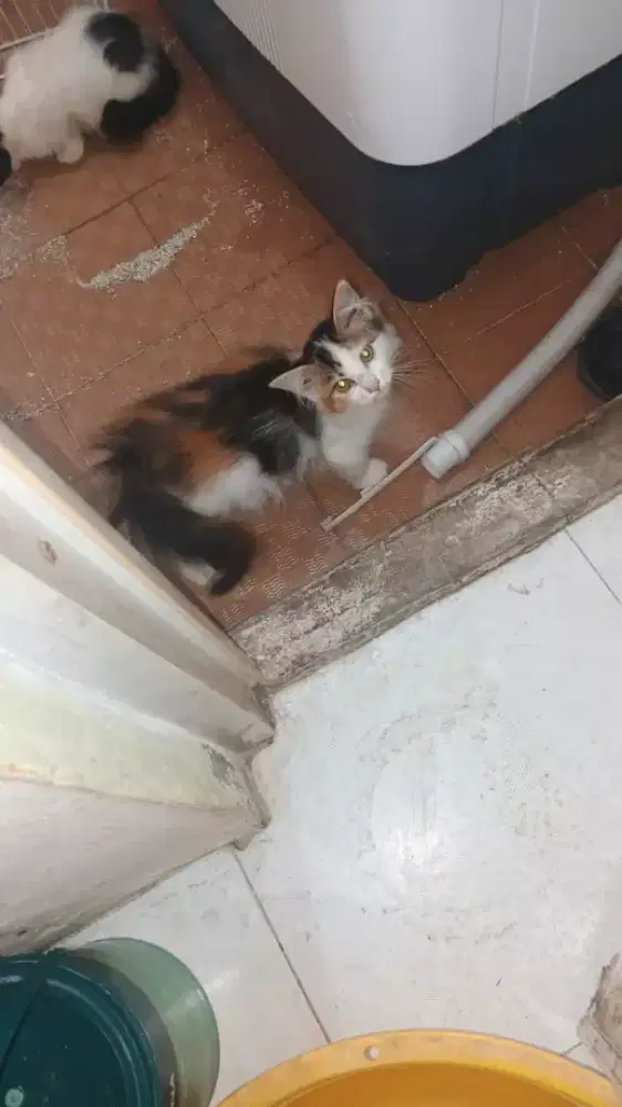 Adopsi kucing persia campuran