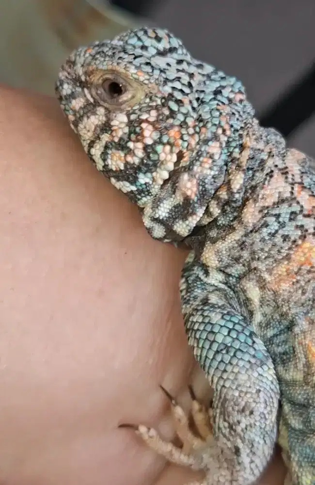 uromastyx ornate jantan warna biru