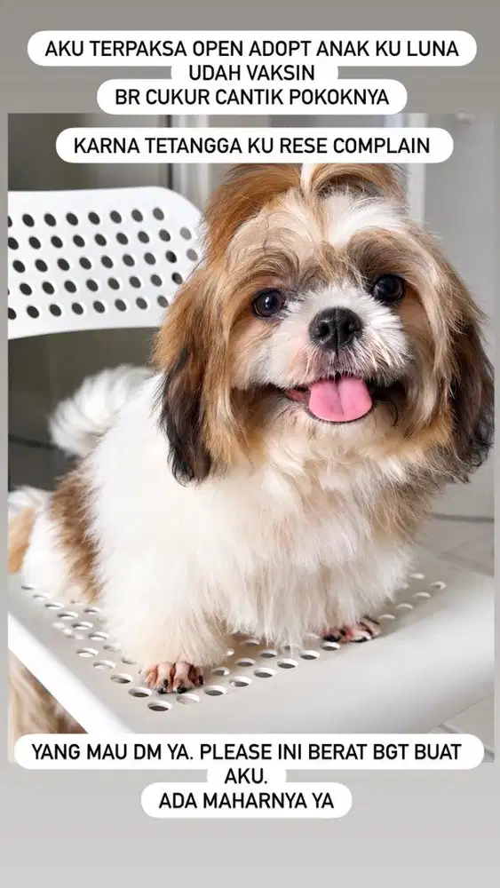 Anjing shihtzu 3 bulan betina tricolor