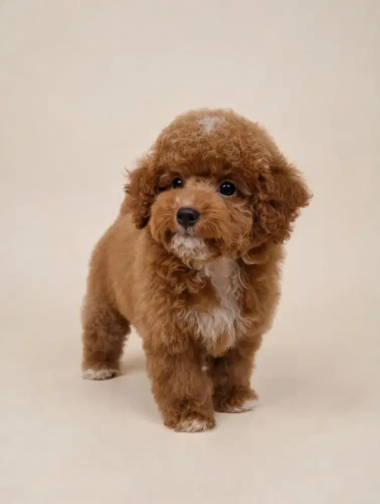 Anak Anjing Poodle Betina