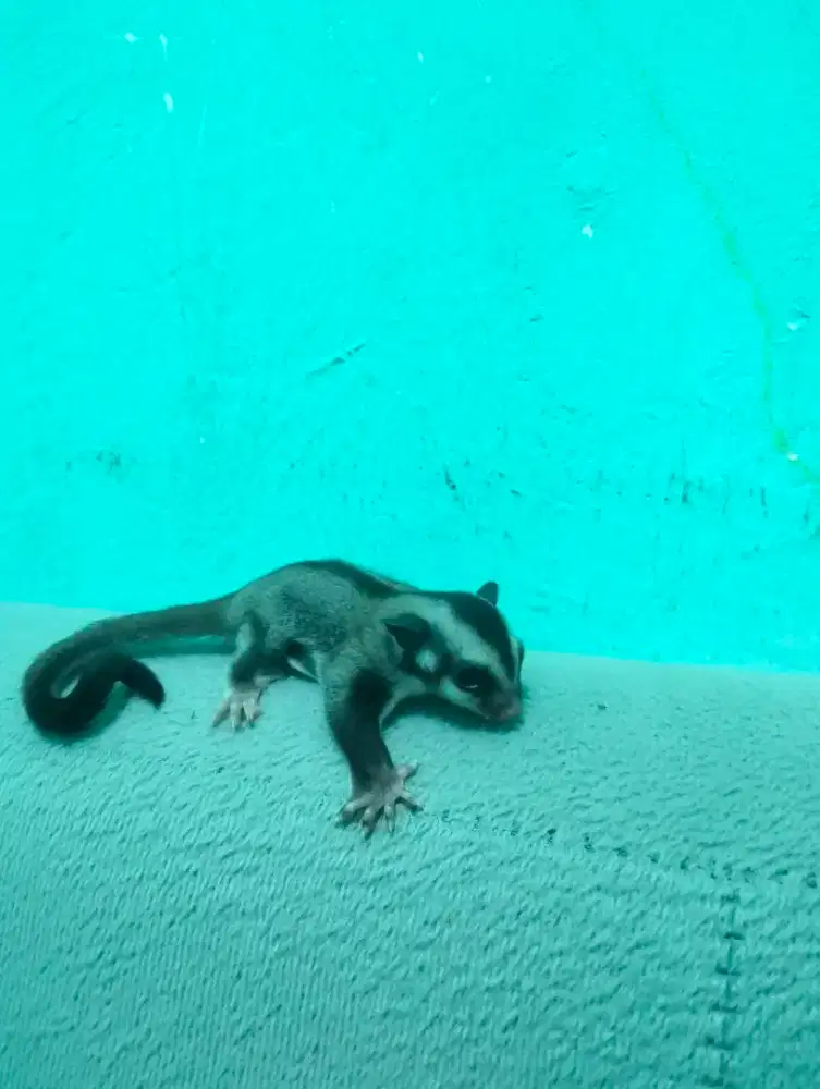Anakan sugar glider