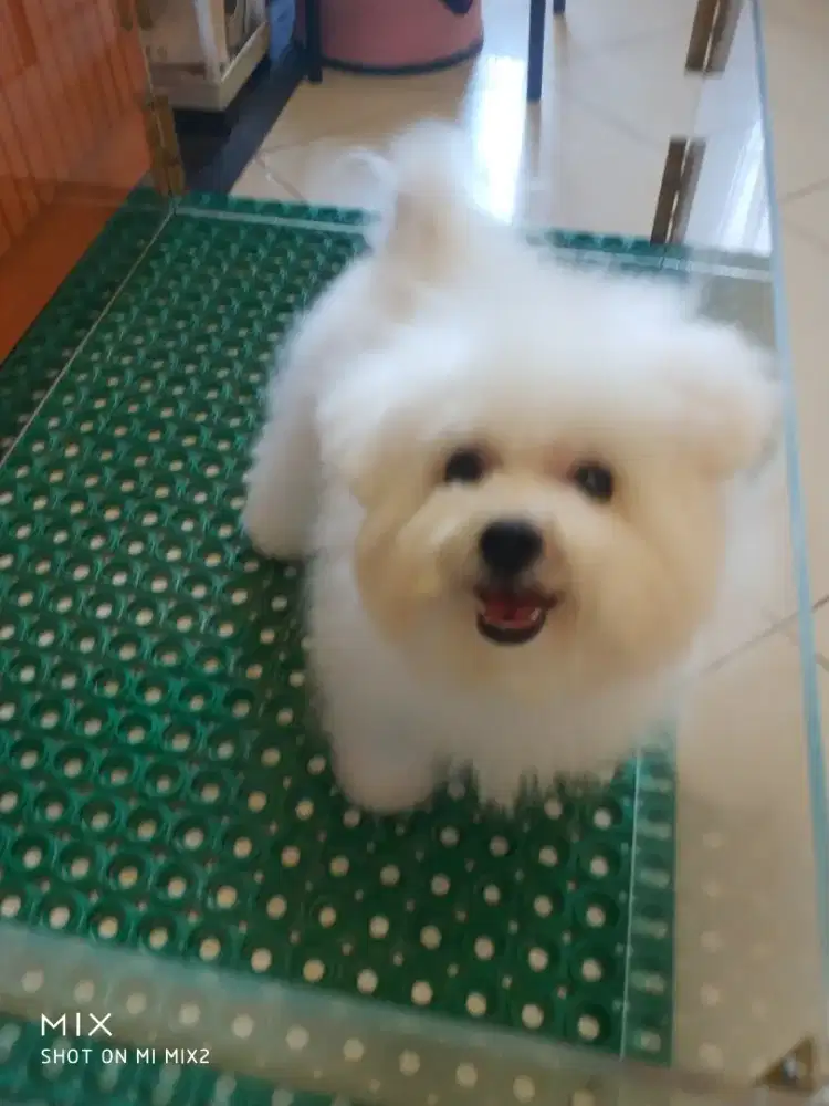 Mini Bichonfrise betina