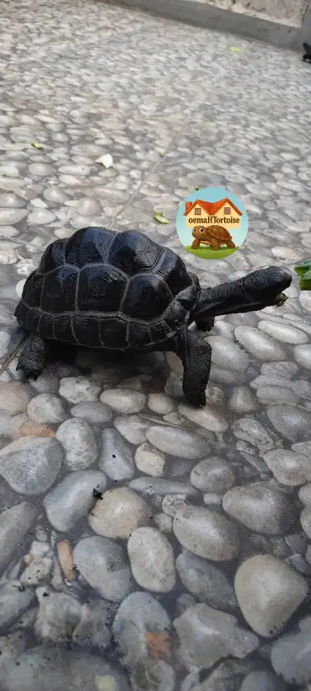Aldabra Normal scute 14cm Sehat Rakus
