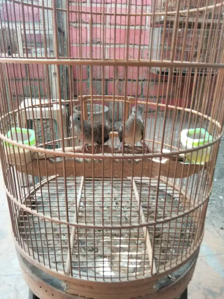 Perkutut bangkok