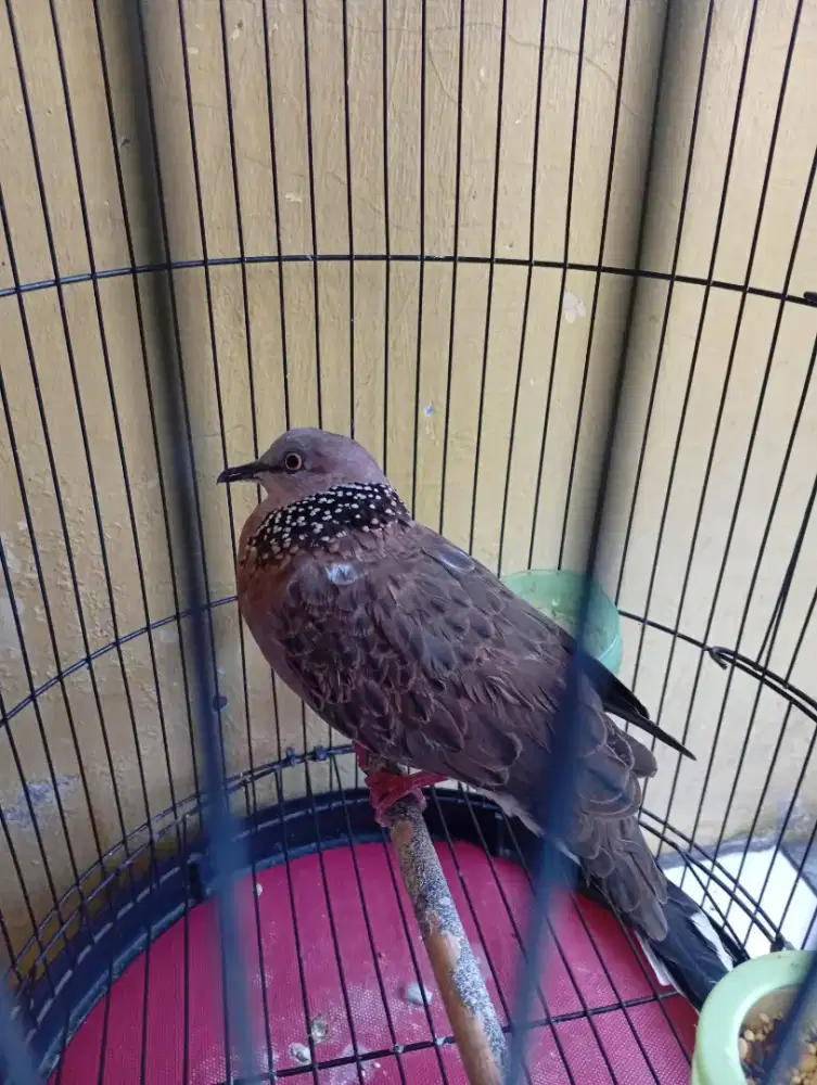 Jual burung derkuku bunyi