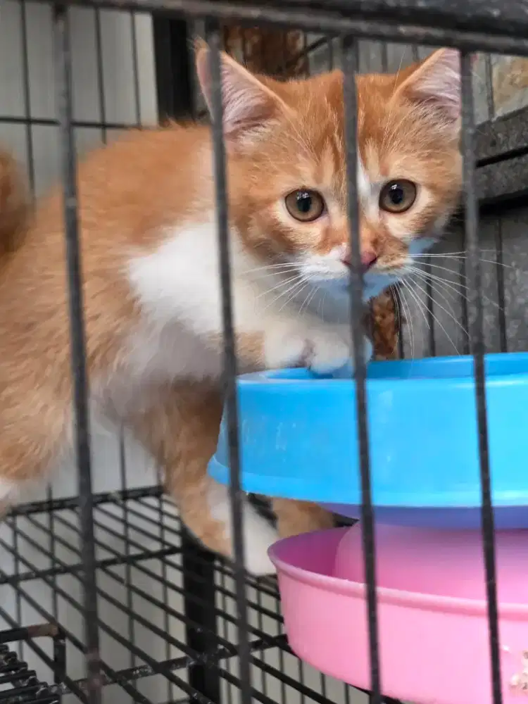 Kucing Persia Warna orange
