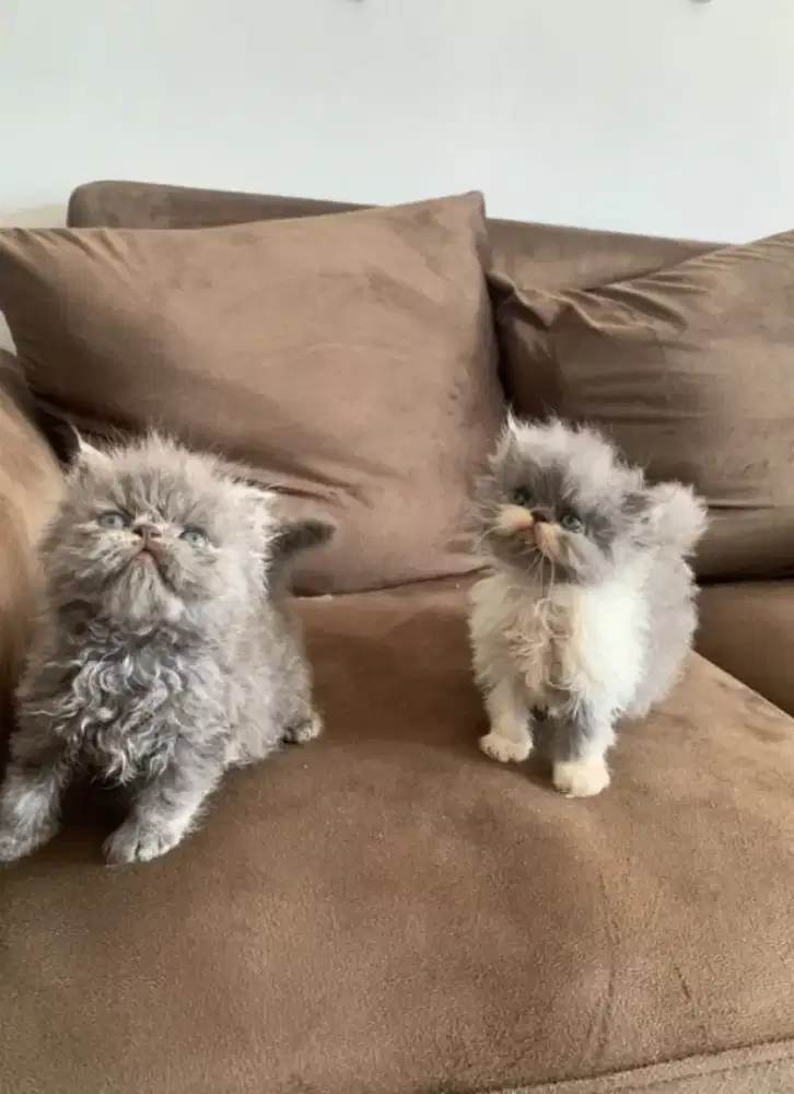 Opn boking kitten flat