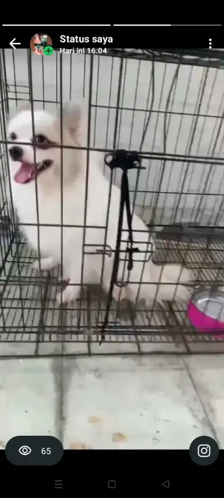 Anjing Chihuahua