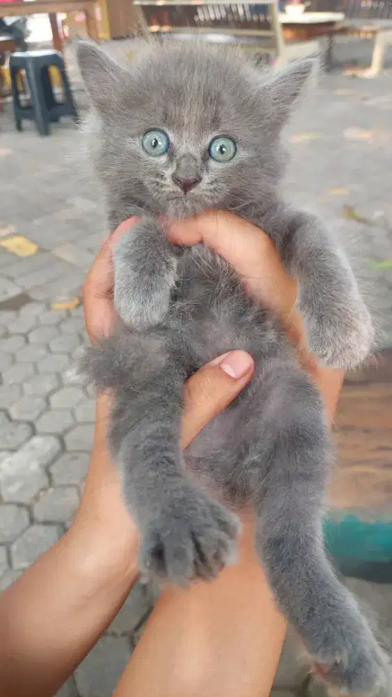Kucing ragdoll persia
