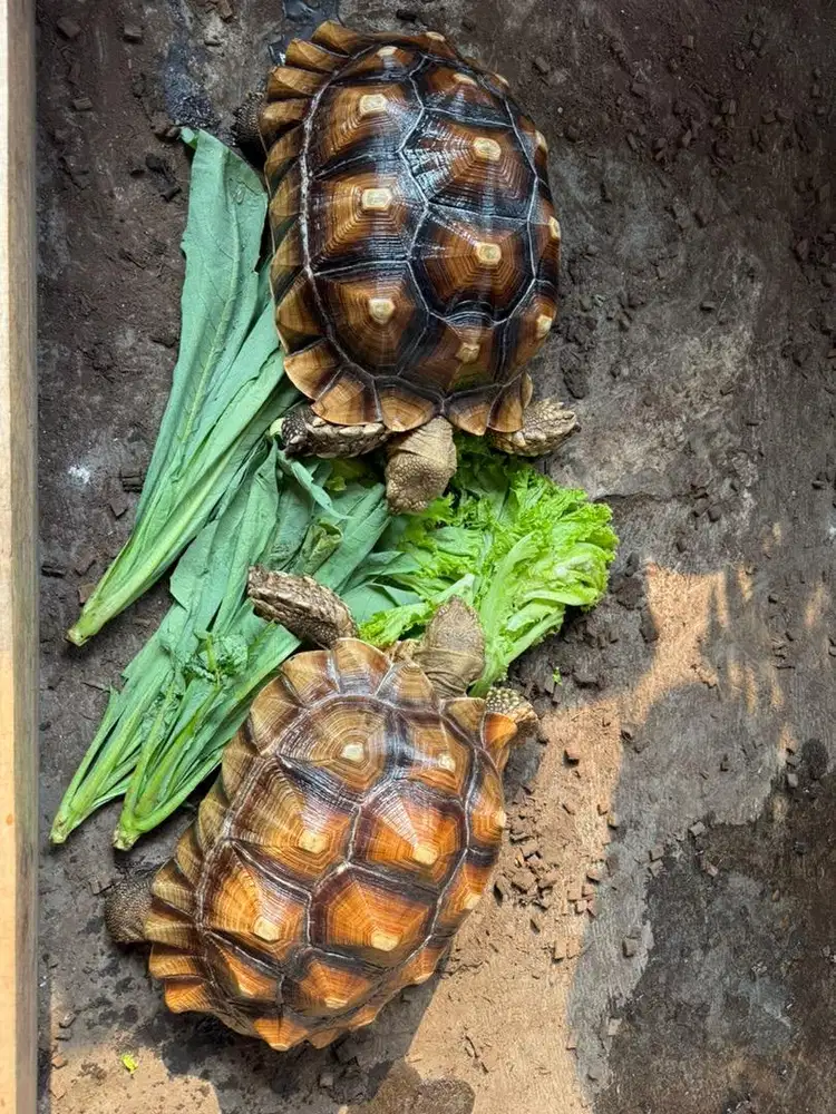 Sulcata 35cm & 15cm