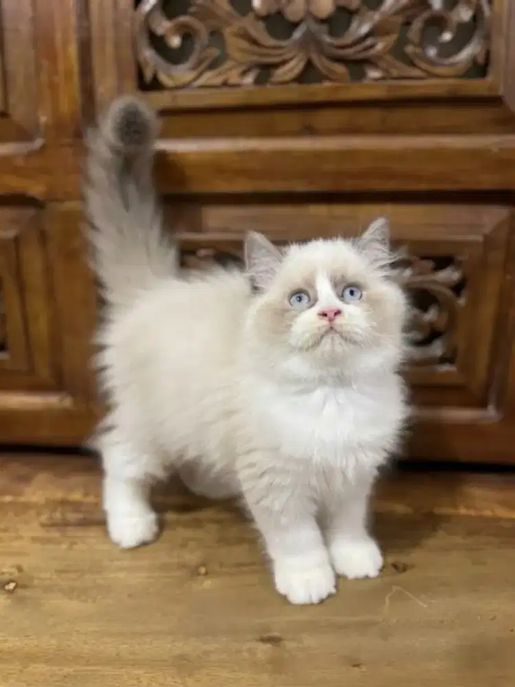 Kitten ragdoll simetris