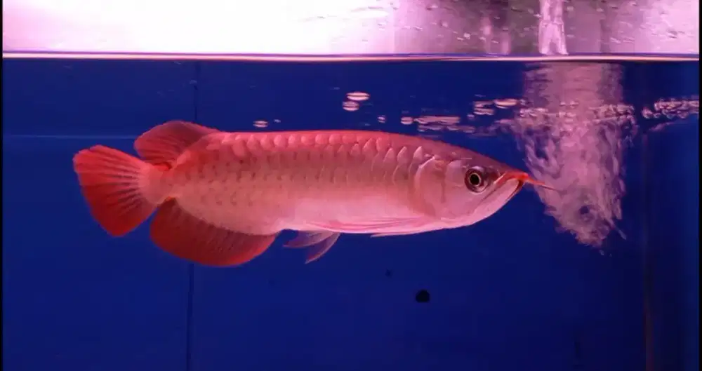 Arwana Super Red 30 cm
