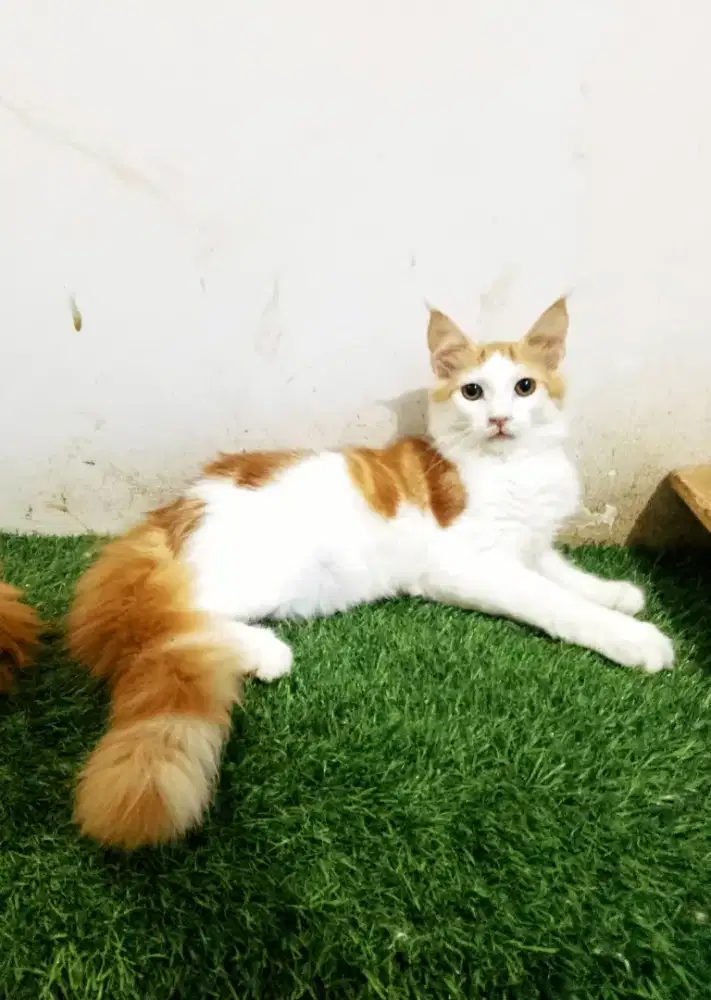 Kitten MaineCoon Jantan Pure No mix. Induk ped Cfa