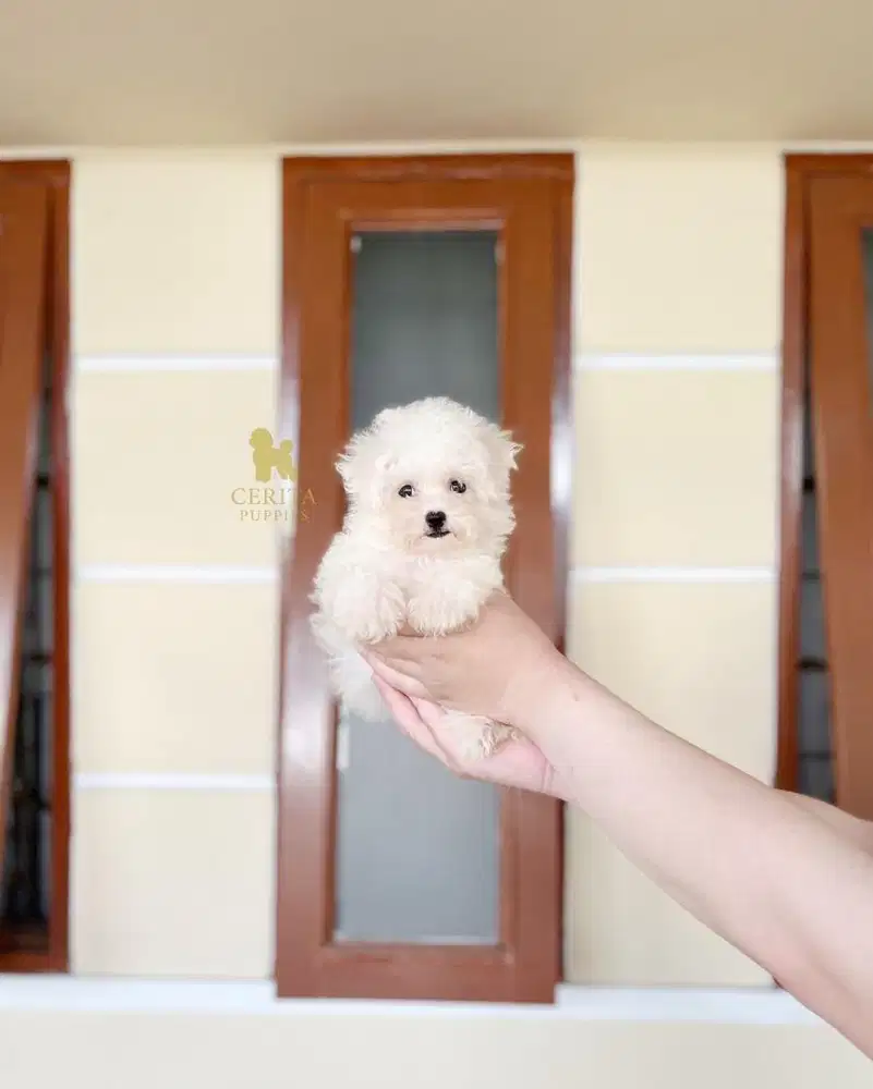 JUAL Bichon Frise Betina Berkualitas Stambum