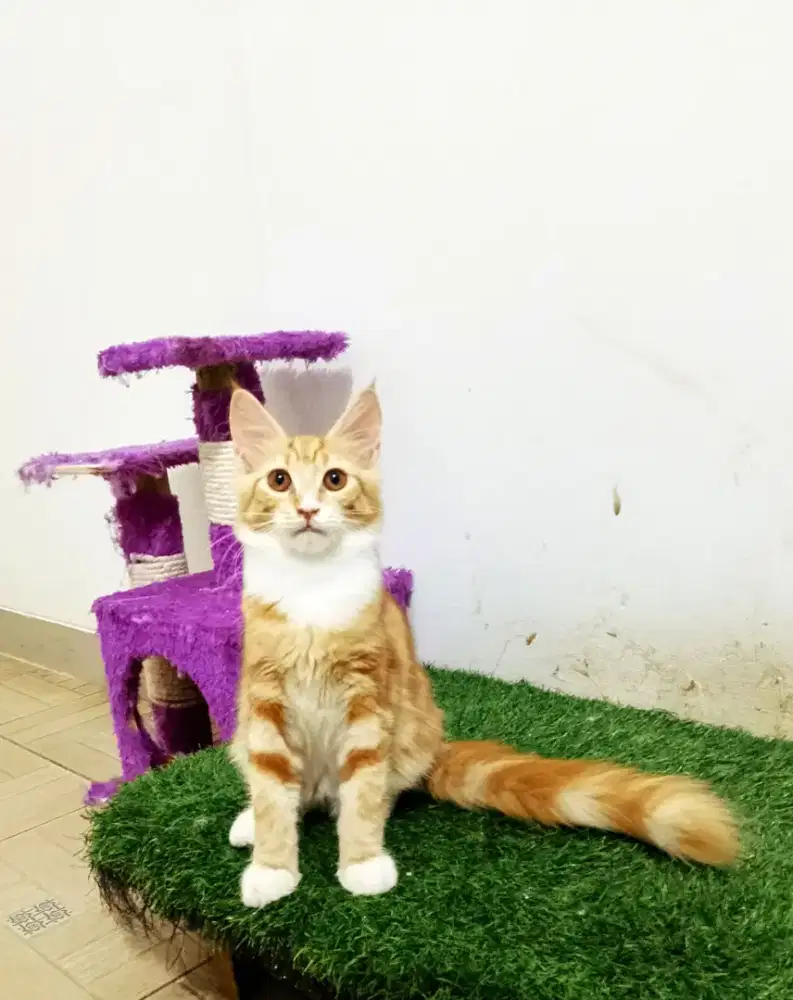 Kitten MaineCoon Betina Pure No mix. Induk Ped Cfa Show Quality.