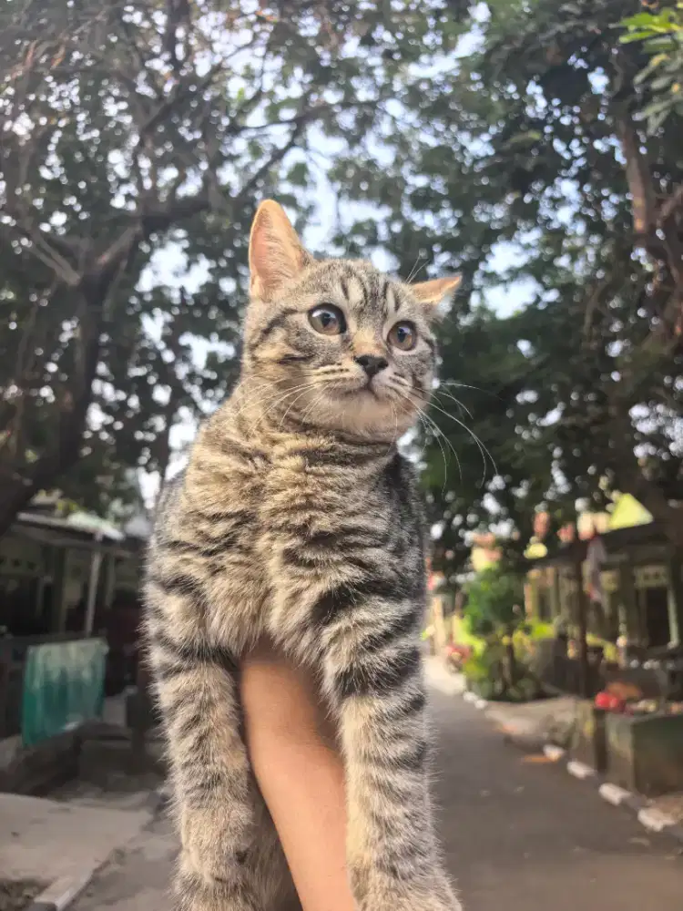 british shorthair (BSH) taby