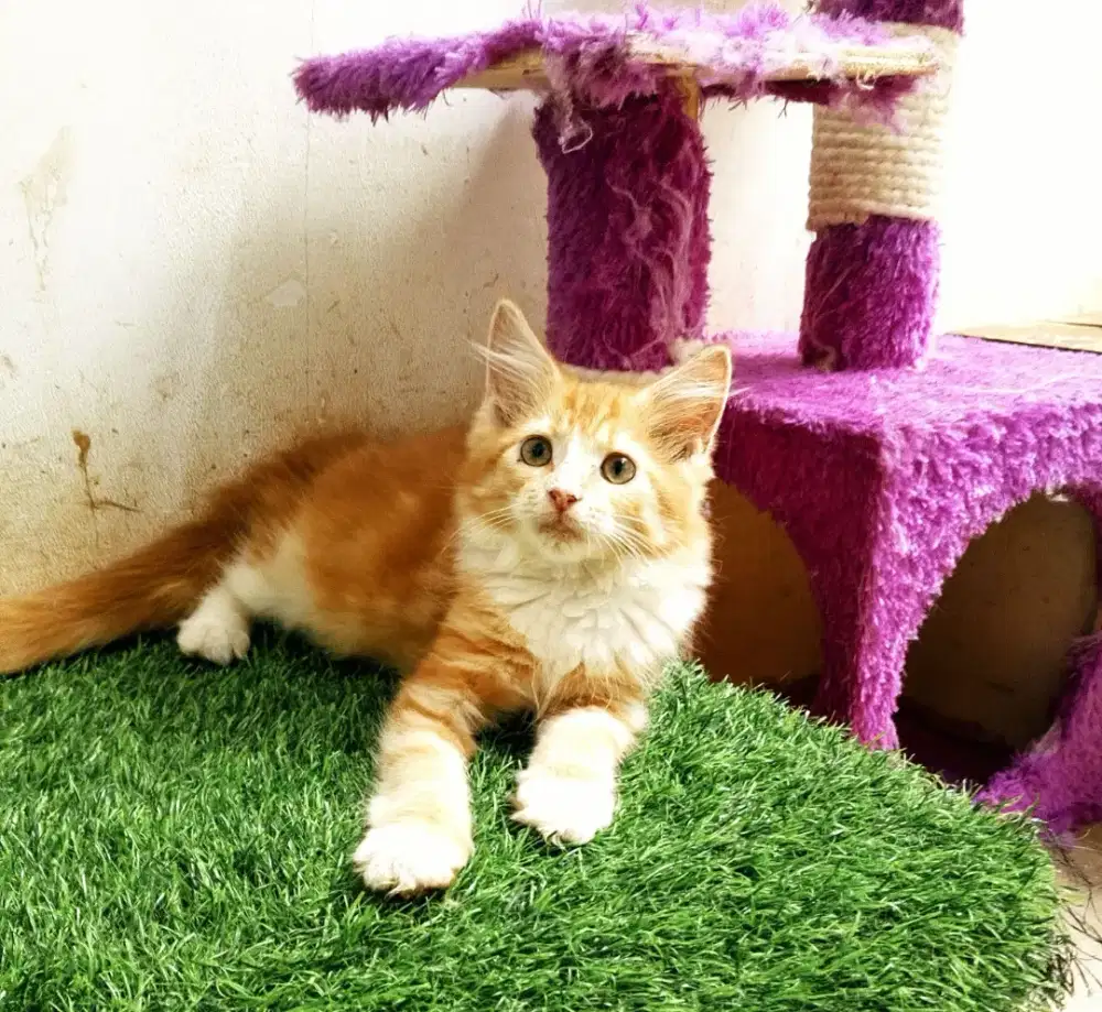 Kitten MaineCoon Betina Pure No mix. Induk Ped Cfa show Quality