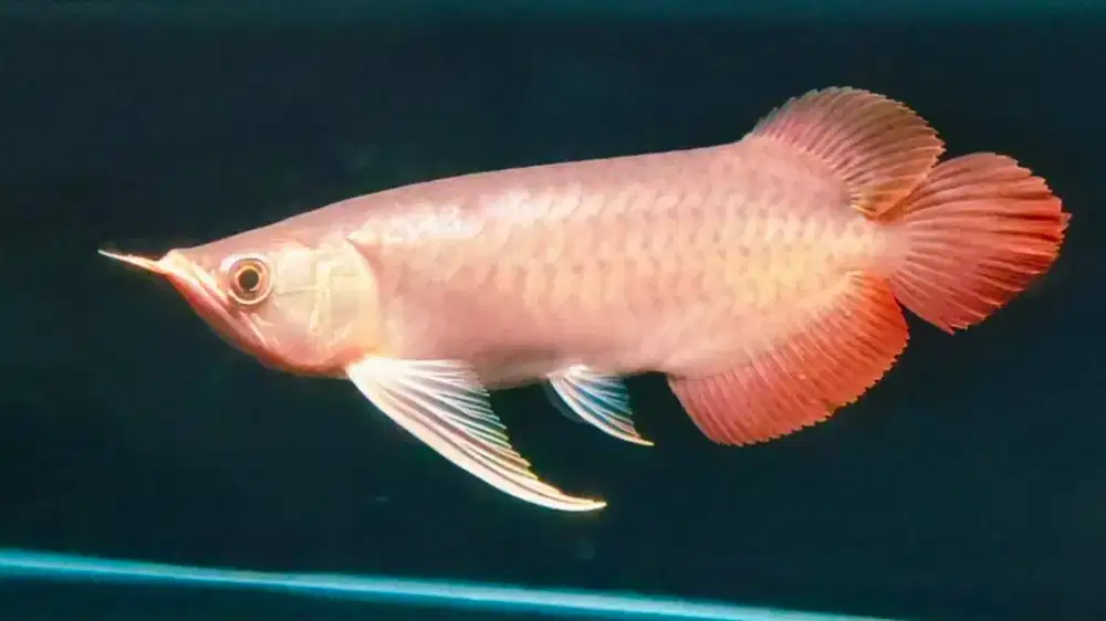 Arwana super red dayung panjang -+32cm
