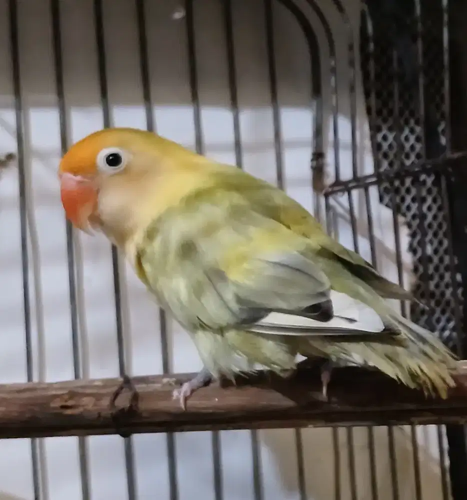 Burung lovebird