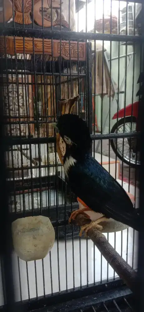 Raja perling gacor